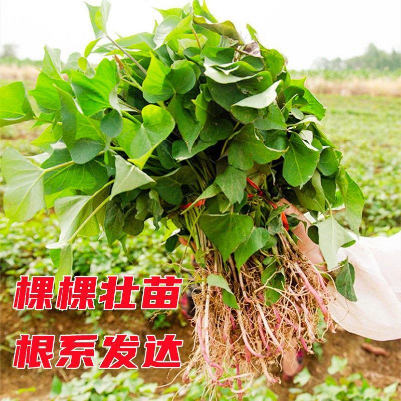 白哈密红薯苗，一手货源，可视频看货，欢迎电话咨询
