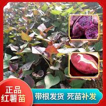 紫薯地瓜苗，产地直发，正品包活，量大从优技术指导