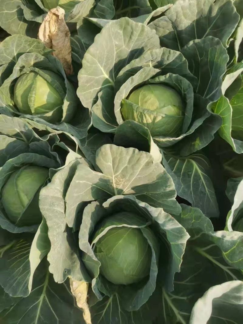 包菜甘蓝小铁头大量供应、质量保证、支持各种包装111