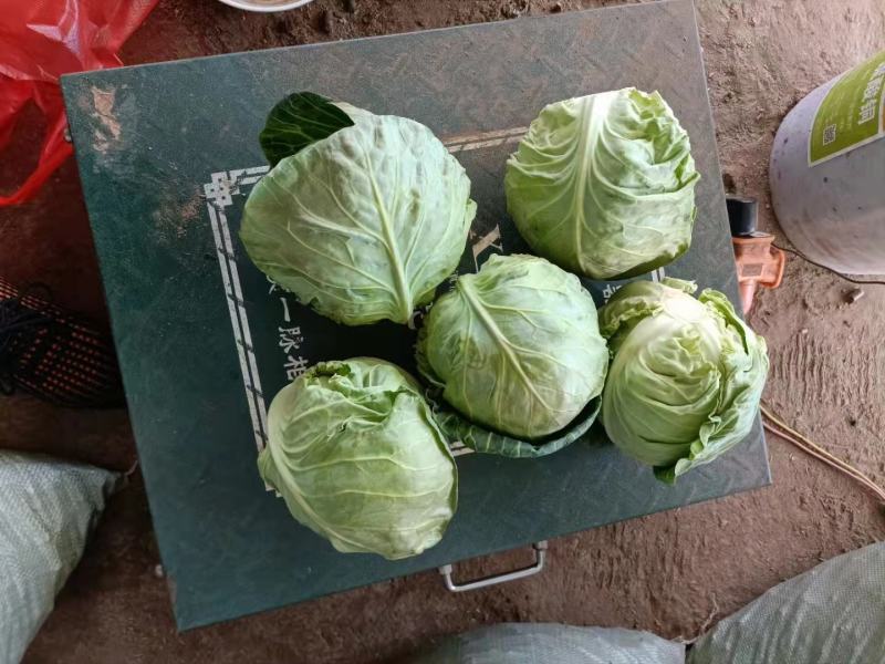 包菜甘蓝小铁头大量供应、质量保证、支持各种包装111