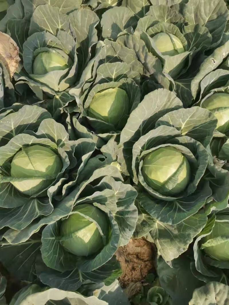 包菜甘蓝小铁头大量供应、质量保证、支持各种包装111