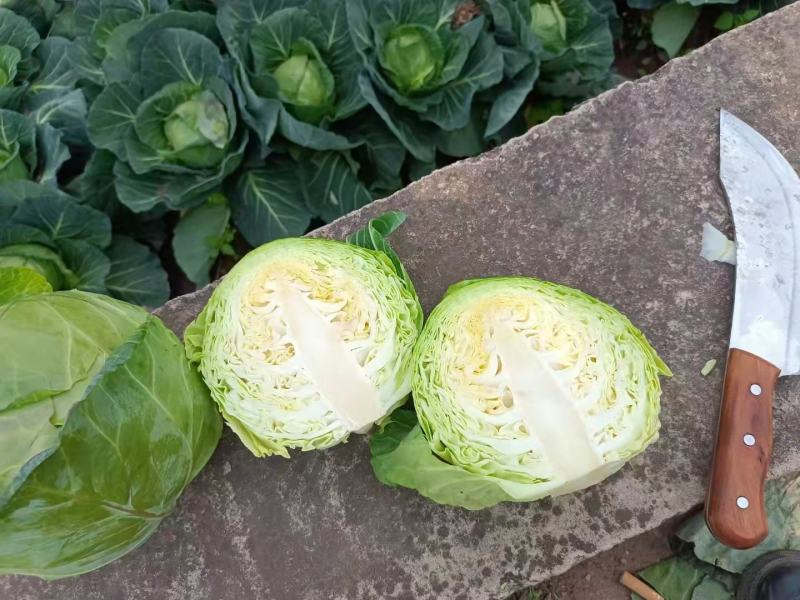 包菜甘蓝小铁头大量供应、质量保证、支持各种包装111
