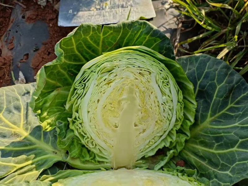 包菜甘蓝小铁头大量供应、质量保证、支持各种包装111