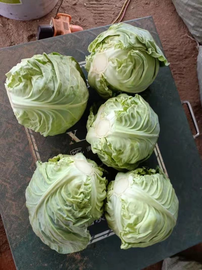 包菜甘蓝小铁头大量供应、质量保证、支持各种包装111