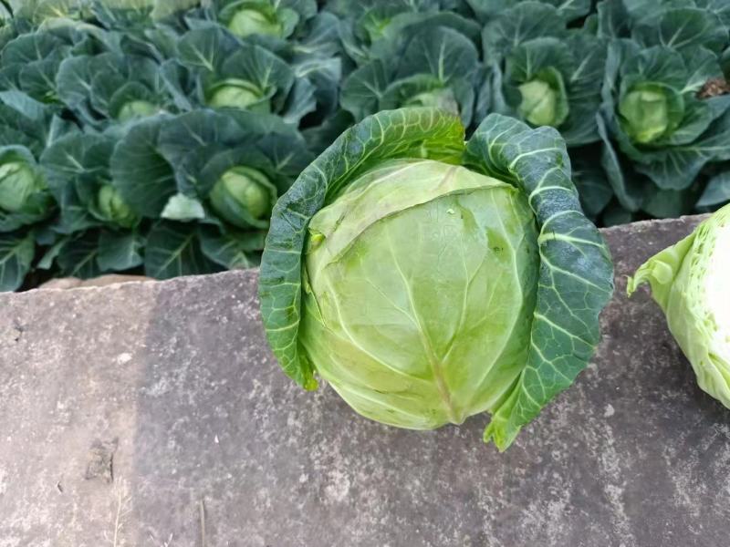 包菜甘蓝小铁头大量上市、质量保证、欢迎采购1111