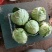 包菜甘蓝小铁头大量上市、质量保证、欢迎采购1111