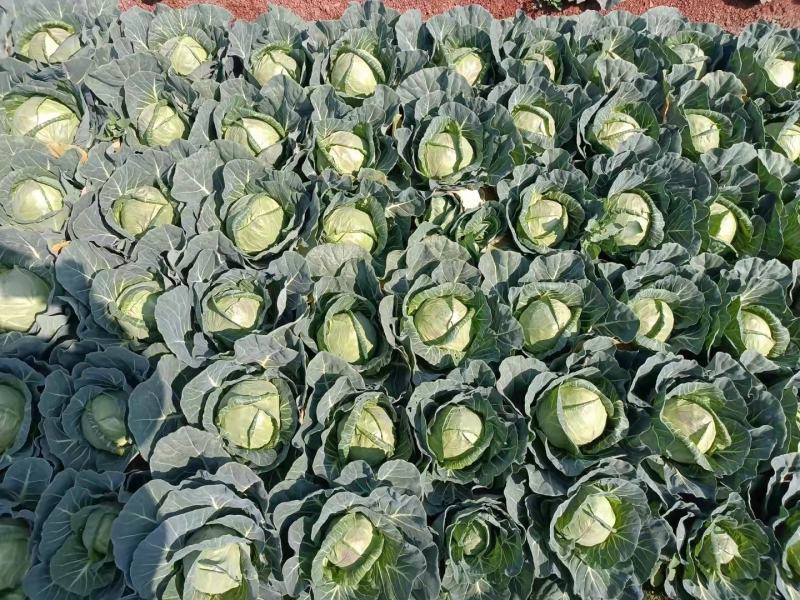 包菜甘蓝小铁头大量上市、质量保证、欢迎采购1111