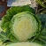 包菜甘蓝小铁头大量上市、质量保证、欢迎采购1111