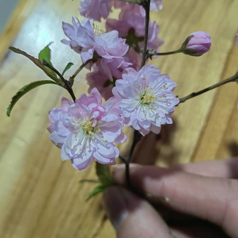 榆叶梅美人梅红梅杏梅大花榆叶梅重瓣榆叶梅