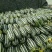 山东甜瓜精品博洋九甜瓜超市货市场货电商平台货