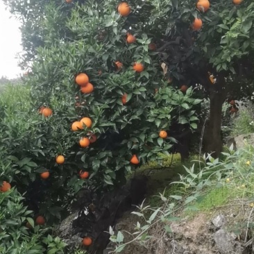 重庆市奉节县脐橙看货预订中，倒计时开始，诚信代办