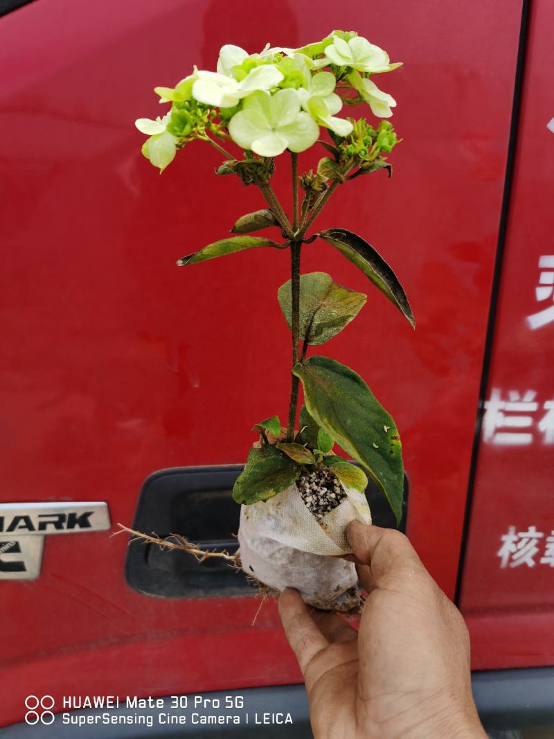 中华木绣球，也叫抖球，耐寒耐热适合庭院，别墅，小区，阳台