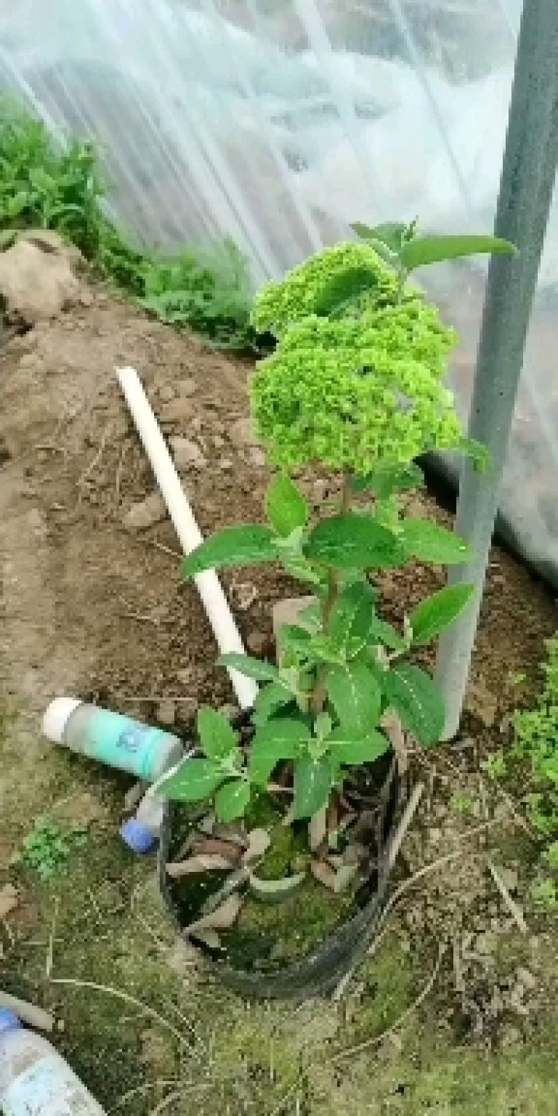 中华木绣球，也叫抖球，耐寒耐热适合庭院，别墅，小区，阳台