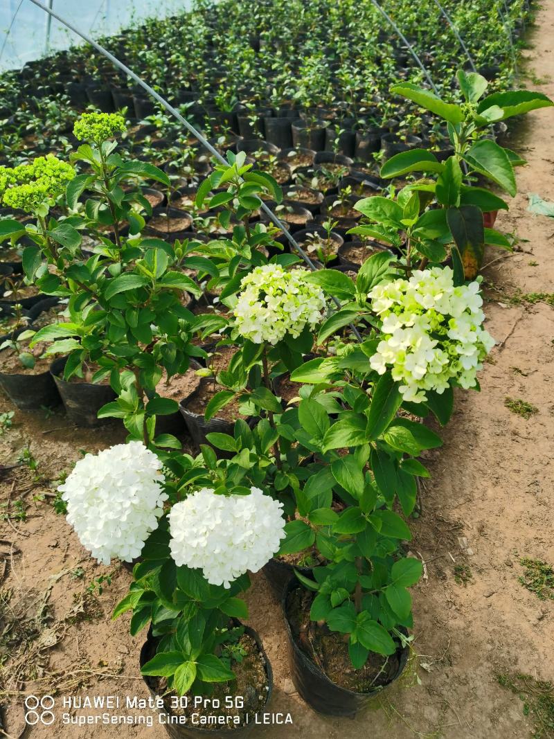 中华木绣球，也叫抖球，耐寒耐热适合庭院，别墅，小区，阳台