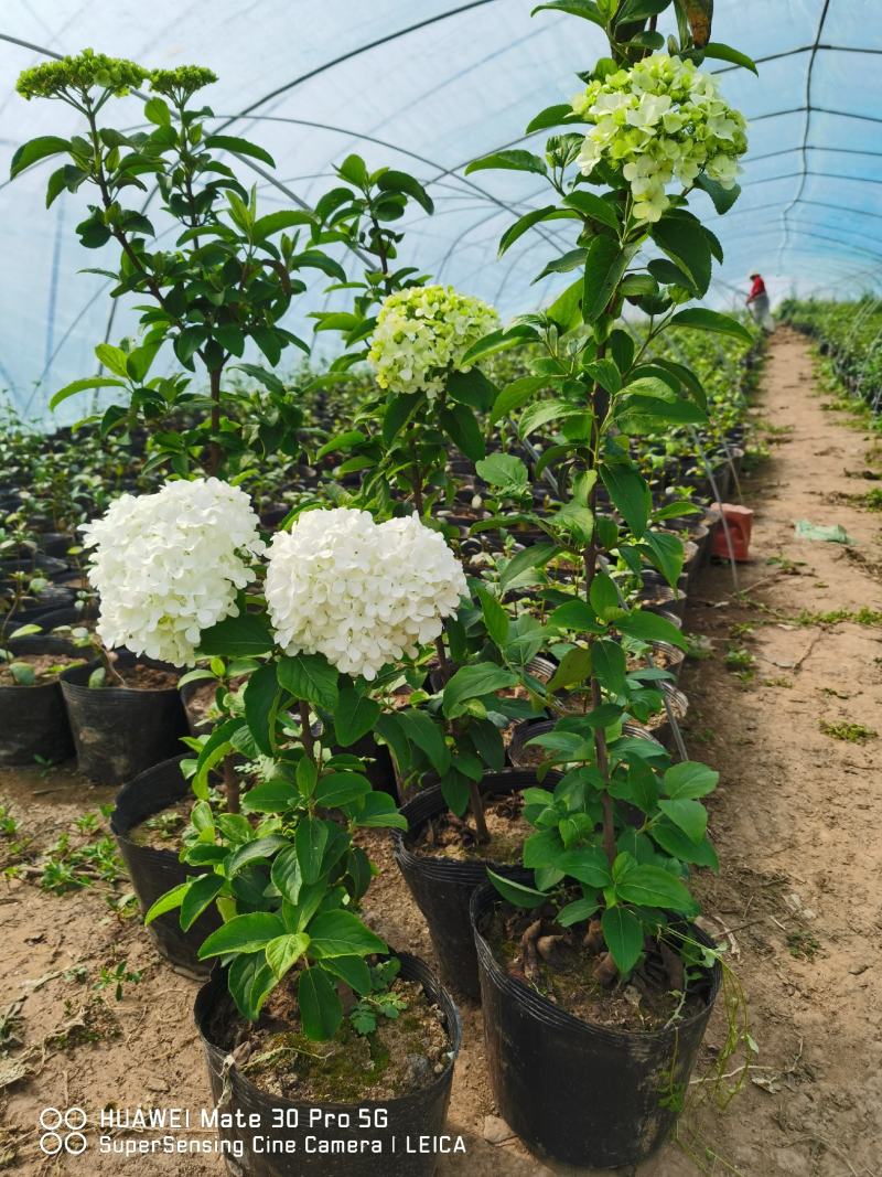 中华木绣球，也叫抖球，耐寒耐热适合庭院，别墅，小区，阳台