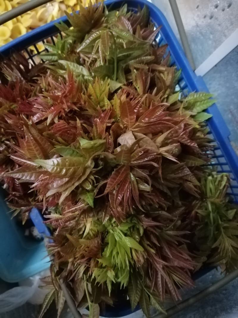 香椿苗