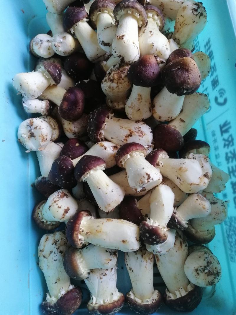 赤松茸
