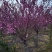桃树嫁接榆叶梅各种规格都有基地直发欢迎咨询