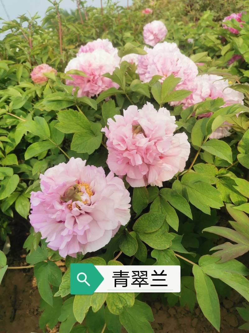 牡丹鲜切花，千层大花菏泽基地直售，预冷顺丰冷运包邮包损