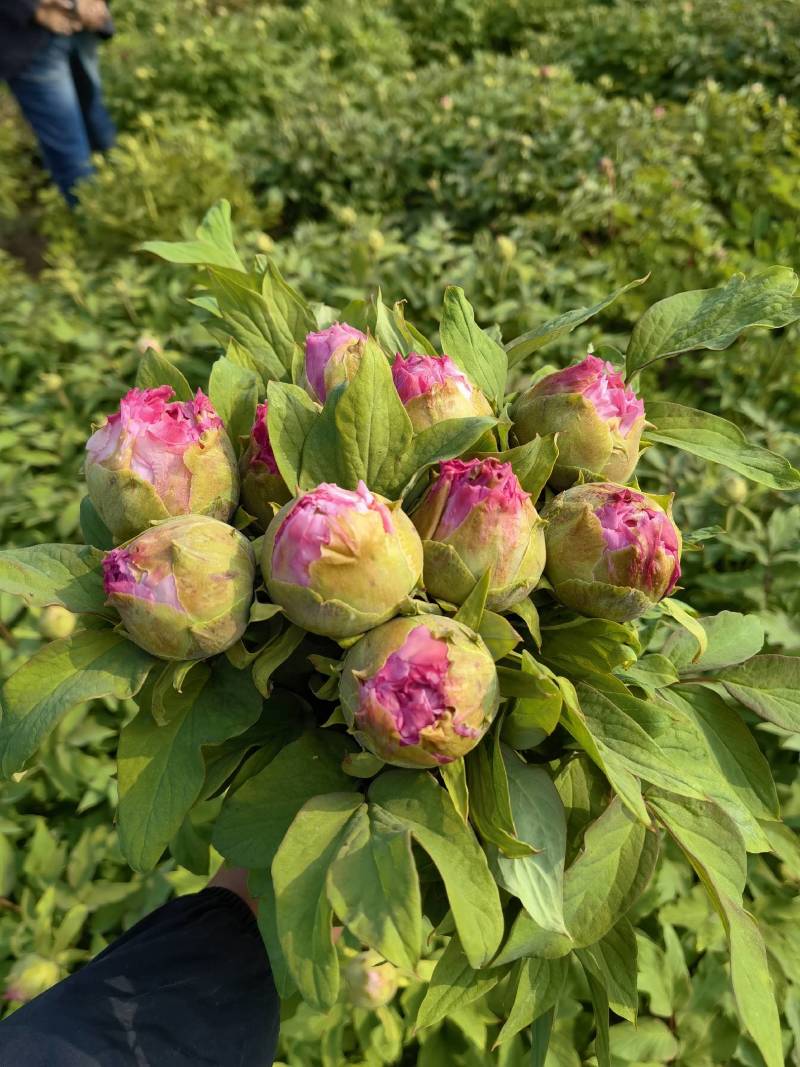 牡丹鲜切花，千层大花菏泽基地直售，预冷顺丰冷运包邮包损