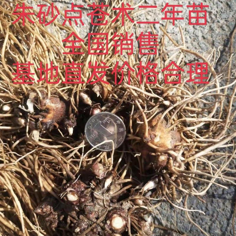朱砂点的苍术品种纯正出芽率好，产量高，收益多，抗病强