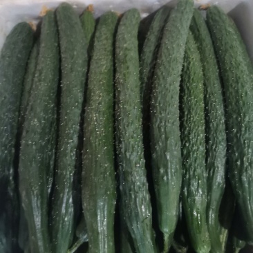 精品黄瓜