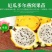 精品厄瓜多尔燕窝果苗火龙果苗，包成活，产地直供，欢迎来