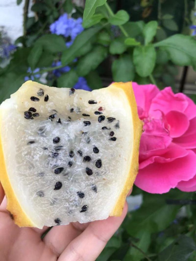精品厄瓜多尔燕窝果苗火龙果苗，包成活，产地直供，欢迎来