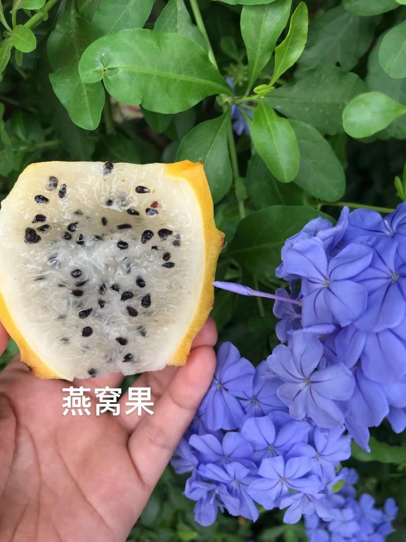 精品厄瓜多尔燕窝果苗火龙果苗，包成活，产地直供，欢迎来