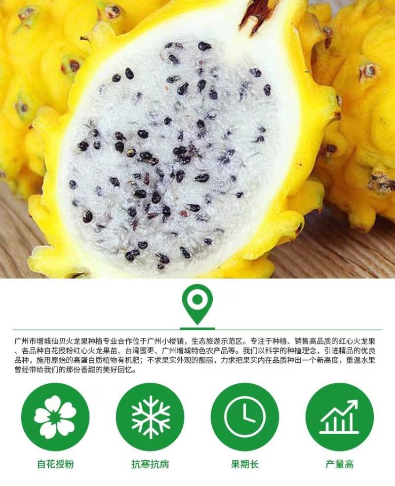 精品厄瓜多尔燕窝果苗火龙果苗，包成活，产地直供，欢迎来