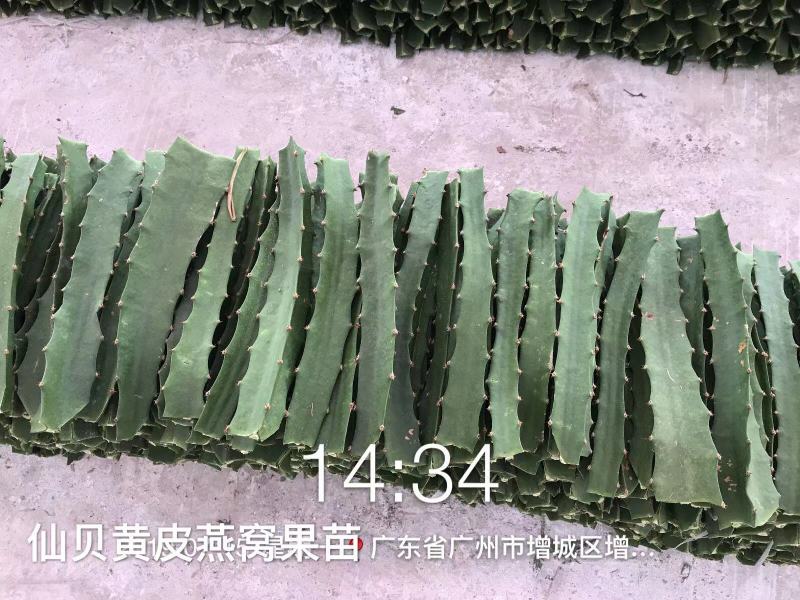 精品厄瓜多尔燕窝果苗火龙果苗，包成活，产地直供，欢迎来