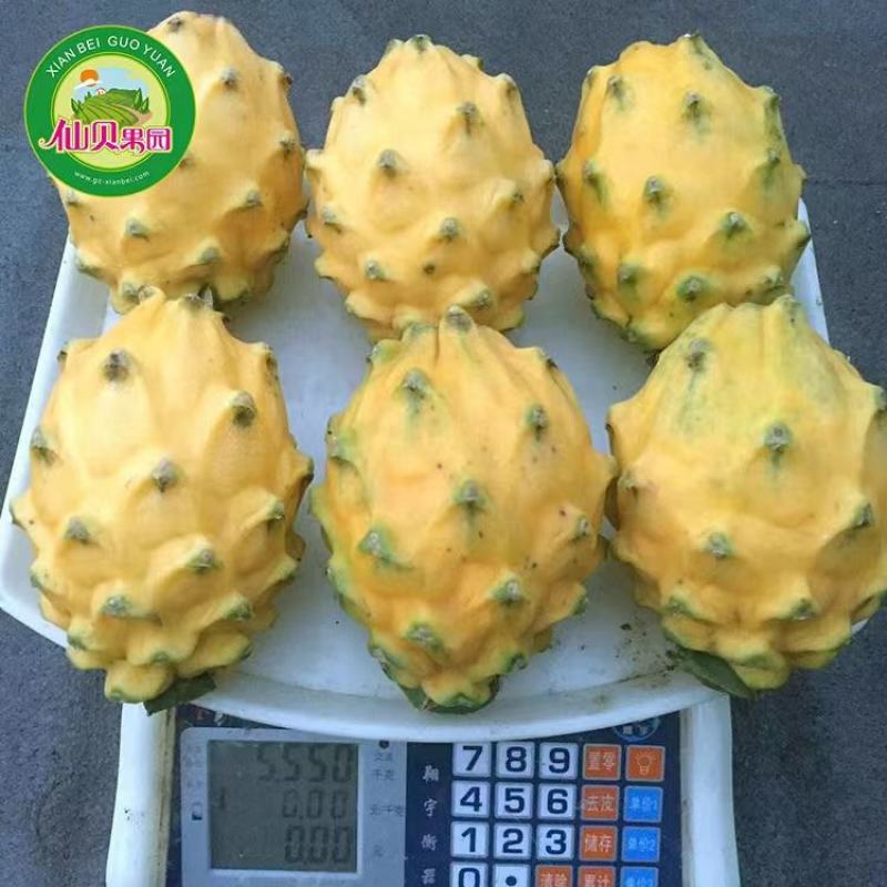 精品厄瓜多尔燕窝果苗火龙果苗，包成活，产地直供，欢迎来