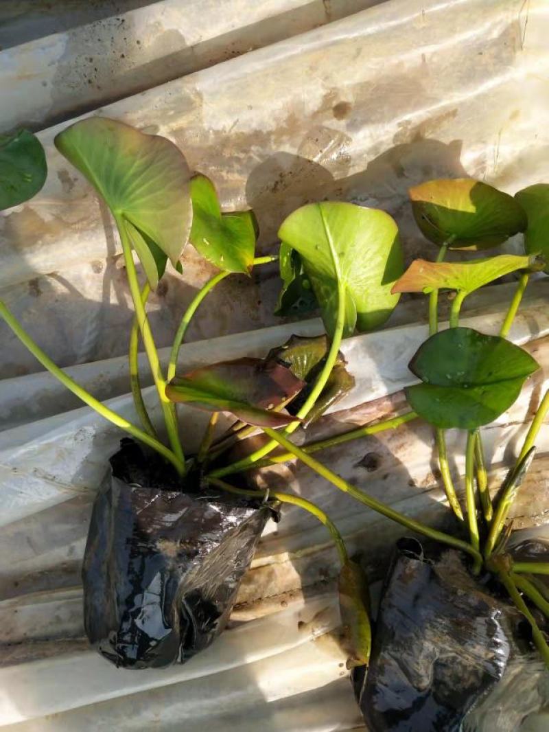 睡莲（基地直发白色黄色红色）规格齐全量大从优