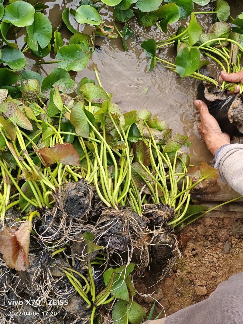 睡莲（基地直发白色黄色红色）规格齐全量大从优