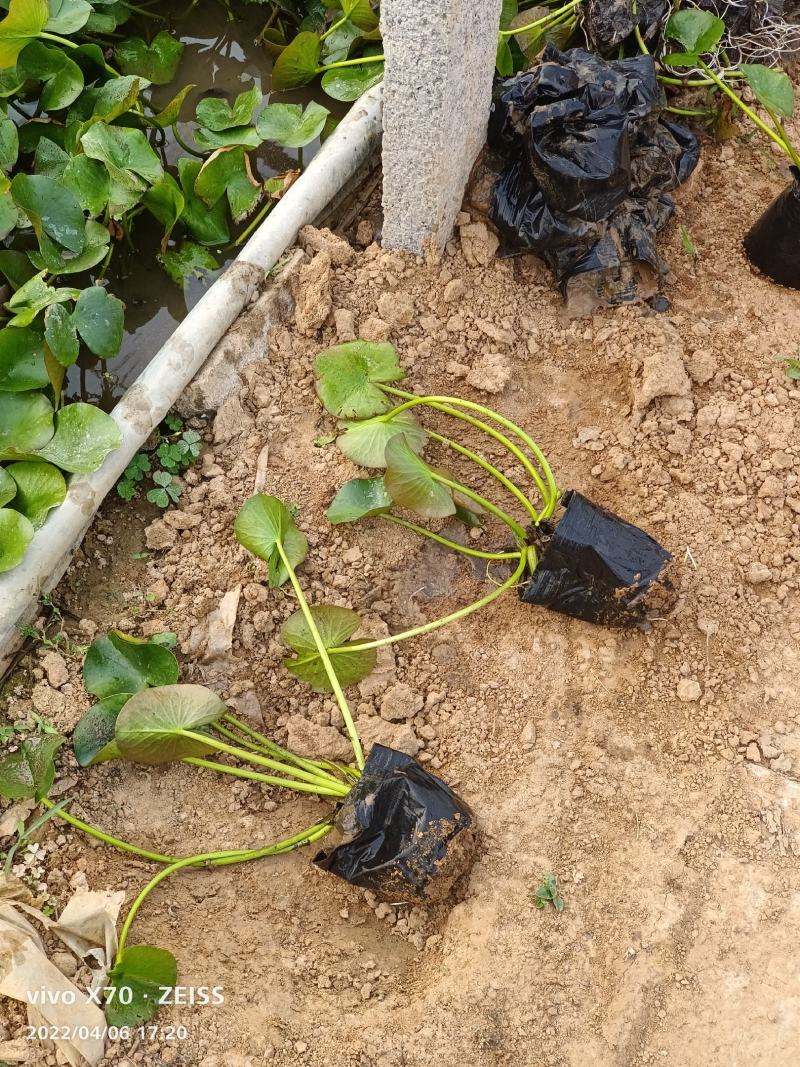 睡莲（基地直发白色黄色红色）规格齐全量大从优
