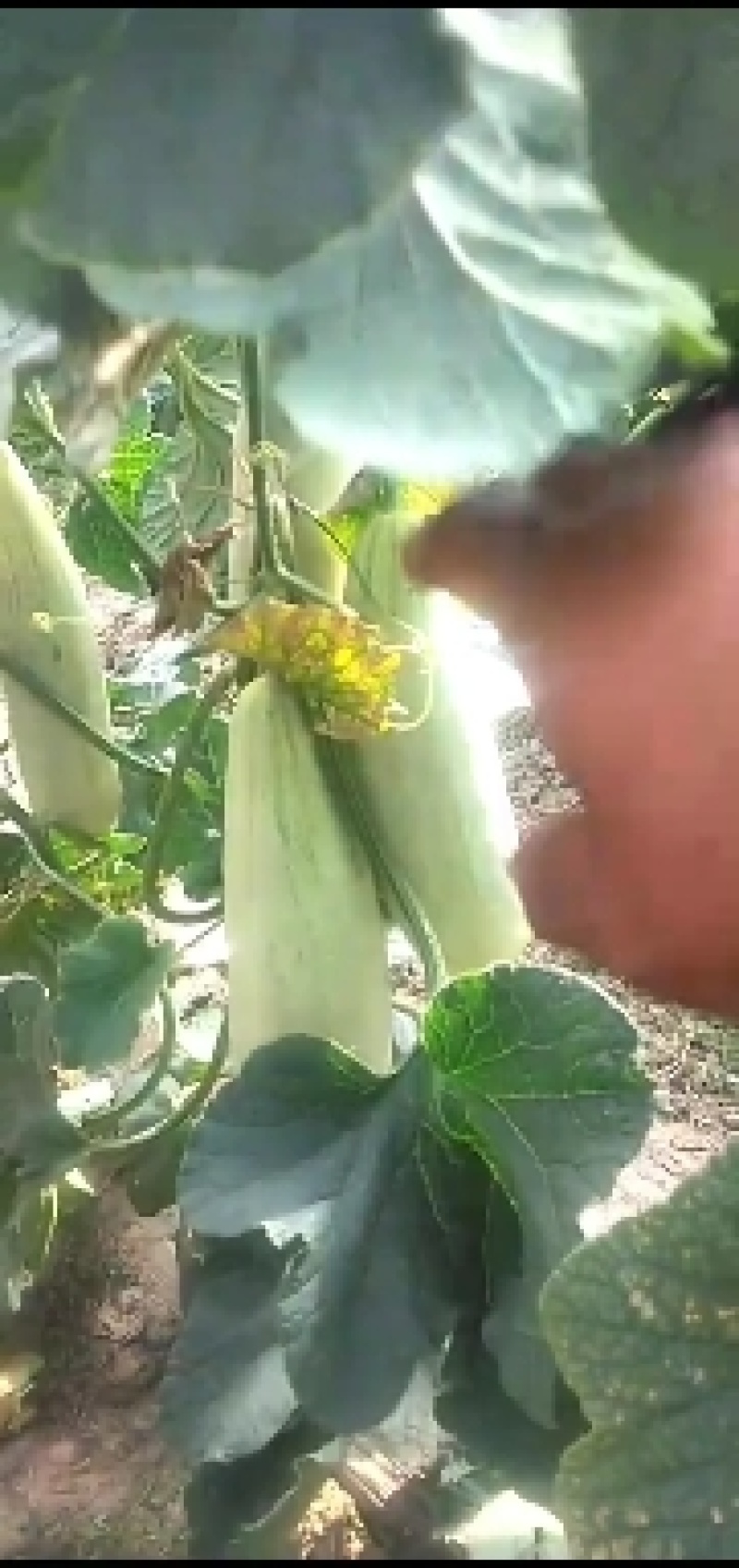阜城县千顷洼森林公园，甜瓜种植园纯沙土地种植！