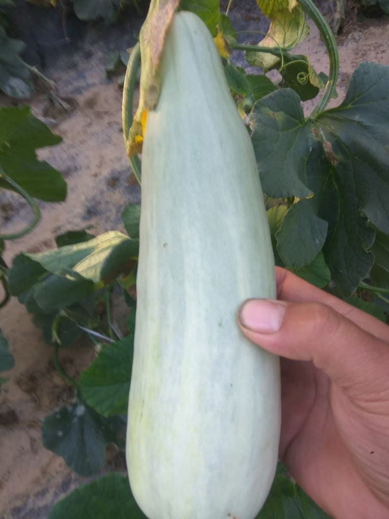 阜城县千顷洼森林公园，甜瓜种植园纯沙土地种植！