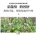 甲霜噁霉灵根腐病立枯病专用杀菌剂黄瓜辣椒草莓根腐病死苗