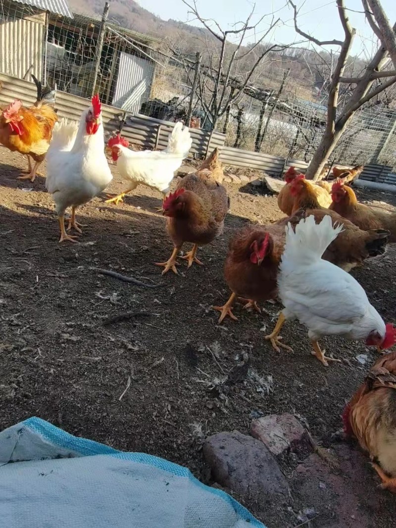 白公鸡苗白毛公鸡苗白色鸡苗白土鸡苗出壳必打疫苗包路损包运