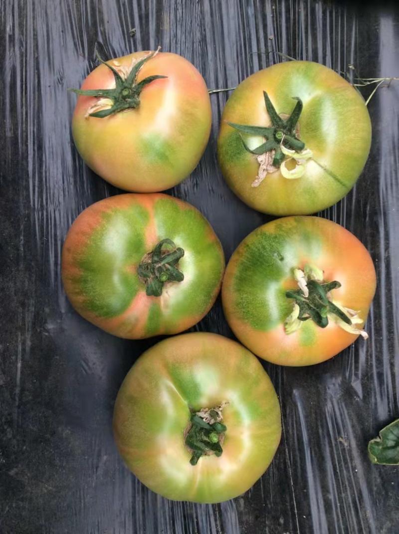 口感型水果番茄种子草莓番茄种子酸甜可口口口爆汁绿肩西红柿