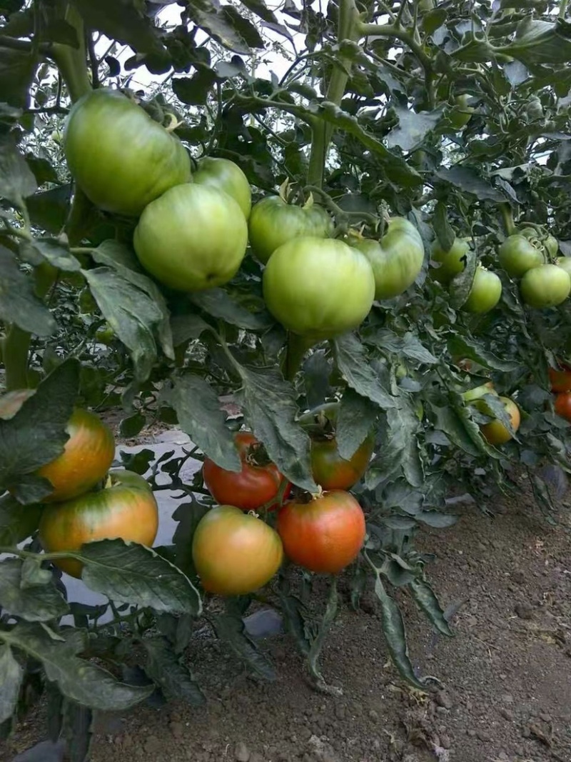 口感型水果番茄种子草莓番茄种子酸甜可口口口爆汁绿肩西红柿