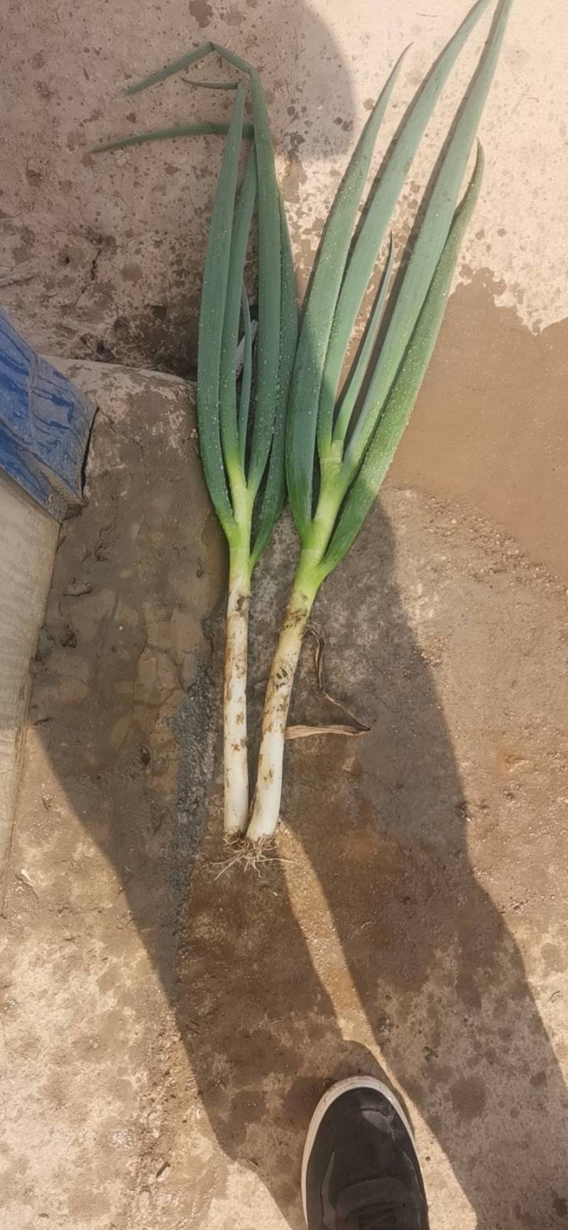 脱水货，加工厂，还有10万斤左右，好，货，市场货还有7万