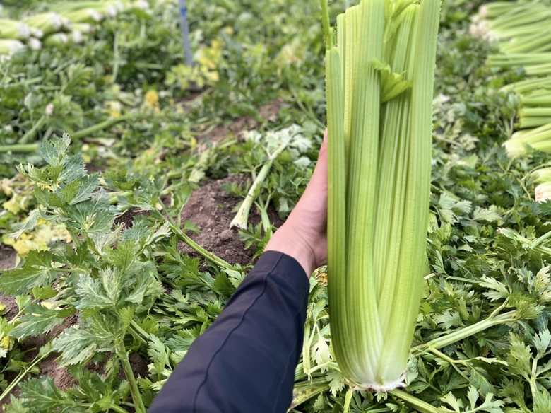 西芹茎部对比图