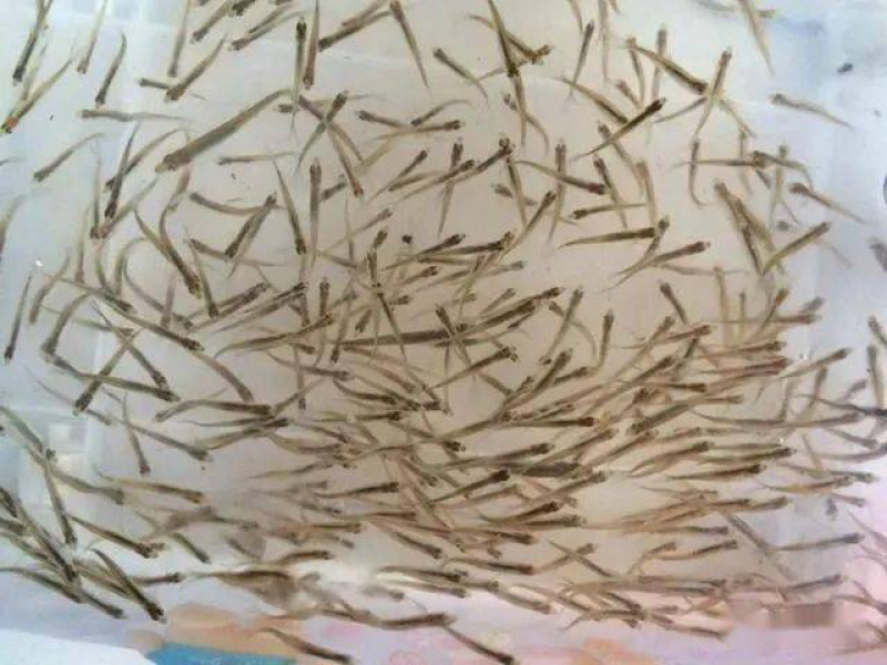 草鱼夏花草鱼鱼种批发四大家鱼生长速度快
