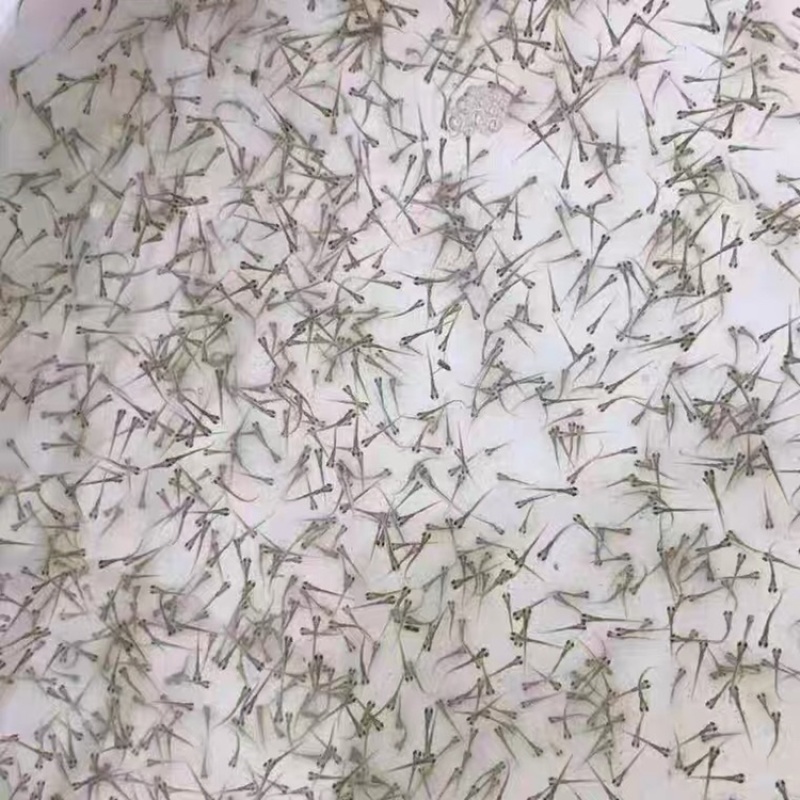 草鱼夏花草鱼鱼种批发四大家鱼生长速度快