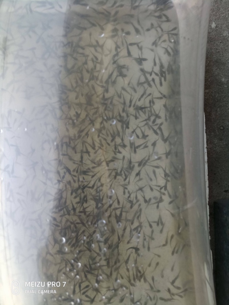 草鱼夏花草鱼鱼种批发四大家鱼生长速度快