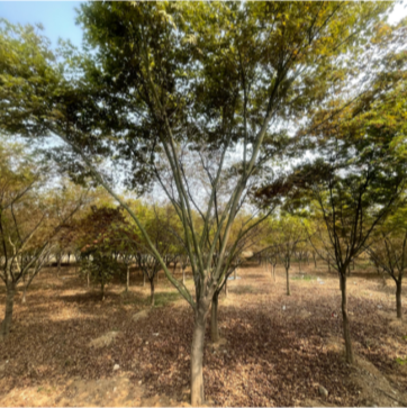 鸡爪槭，6到15公分，量大出圃，地产树形