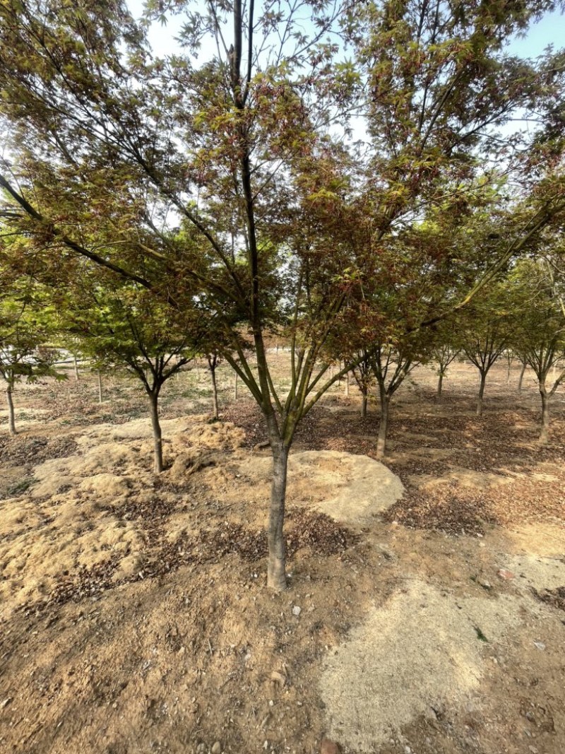 鸡爪槭，6到15公分，量大出圃，地产树形