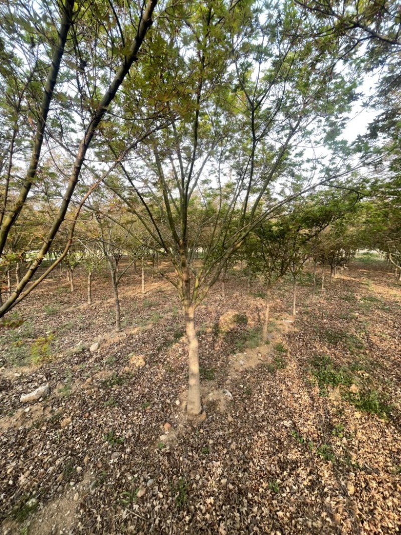 鸡爪槭，6到15公分，量大出圃，地产树形