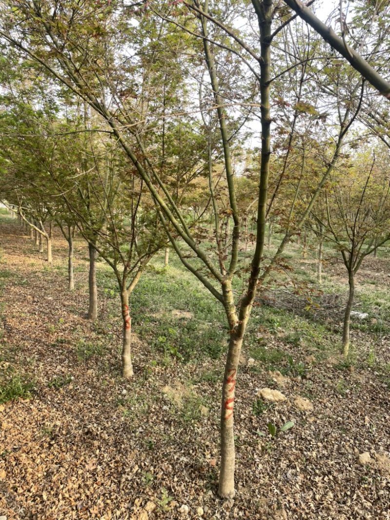 鸡爪槭，6到15公分，量大出圃，地产树形
